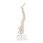 Mini Human Spinal Column Model, Flexible Mounted, on Removable Base