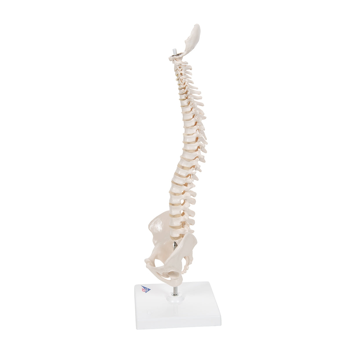 Mini Human Spinal Column Model, Flexible Mounted, on Removable Base