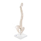 Mini Human Spinal Column Model, Flexible Mounted, on Removable Base