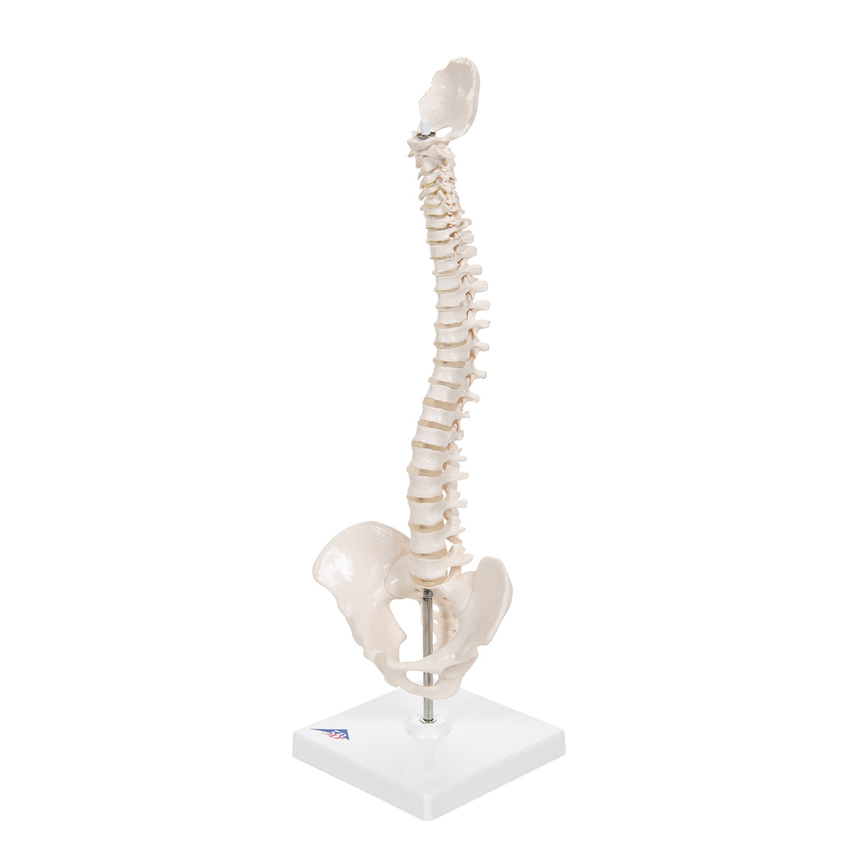 Mini Human Spinal Column Model, Flexible Mounted, on Removable Base