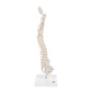 Mini Human Spinal Column Model, Flexible Mounted, on Removable Base