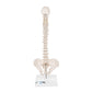 Mini Human Spinal Column Model, Flexible Mounted, on Removable Base