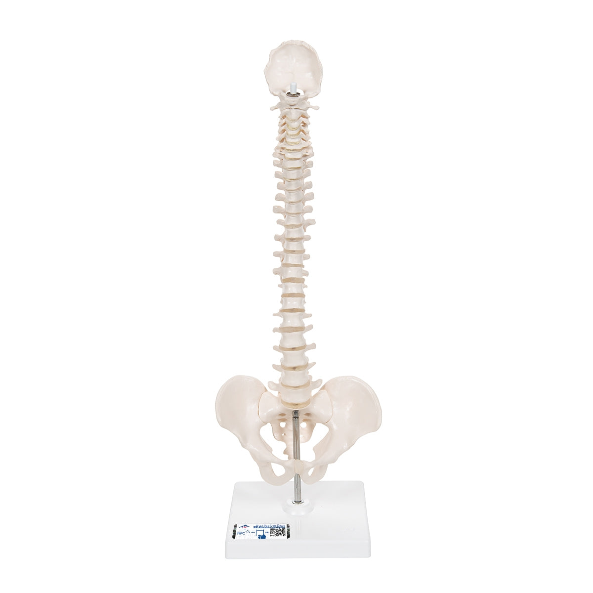 Mini Human Spinal Column Model, Flexible Mounted, on Removable Base