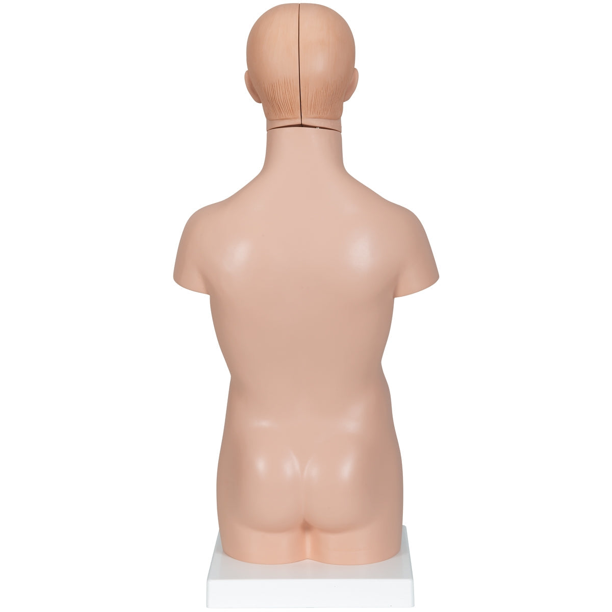 Mini Human Torso Model, 12 part