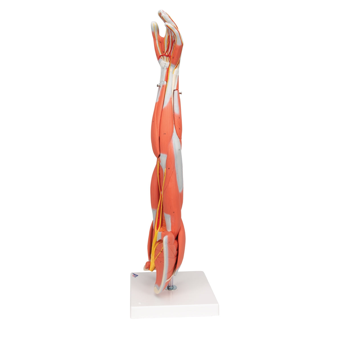 Muscle Arm Model - 3/4 Life-Size - 6 Parts