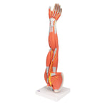 Muscle Arm Model - 3/4 Life-Size - 6 Parts