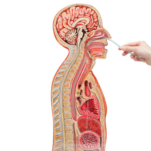 Nasogastric Intubation Model