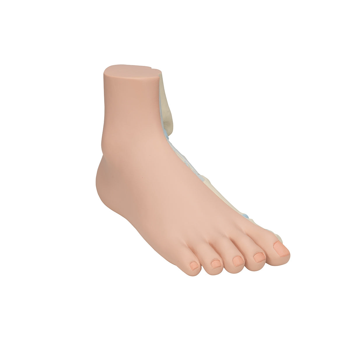 Normal Foot Model