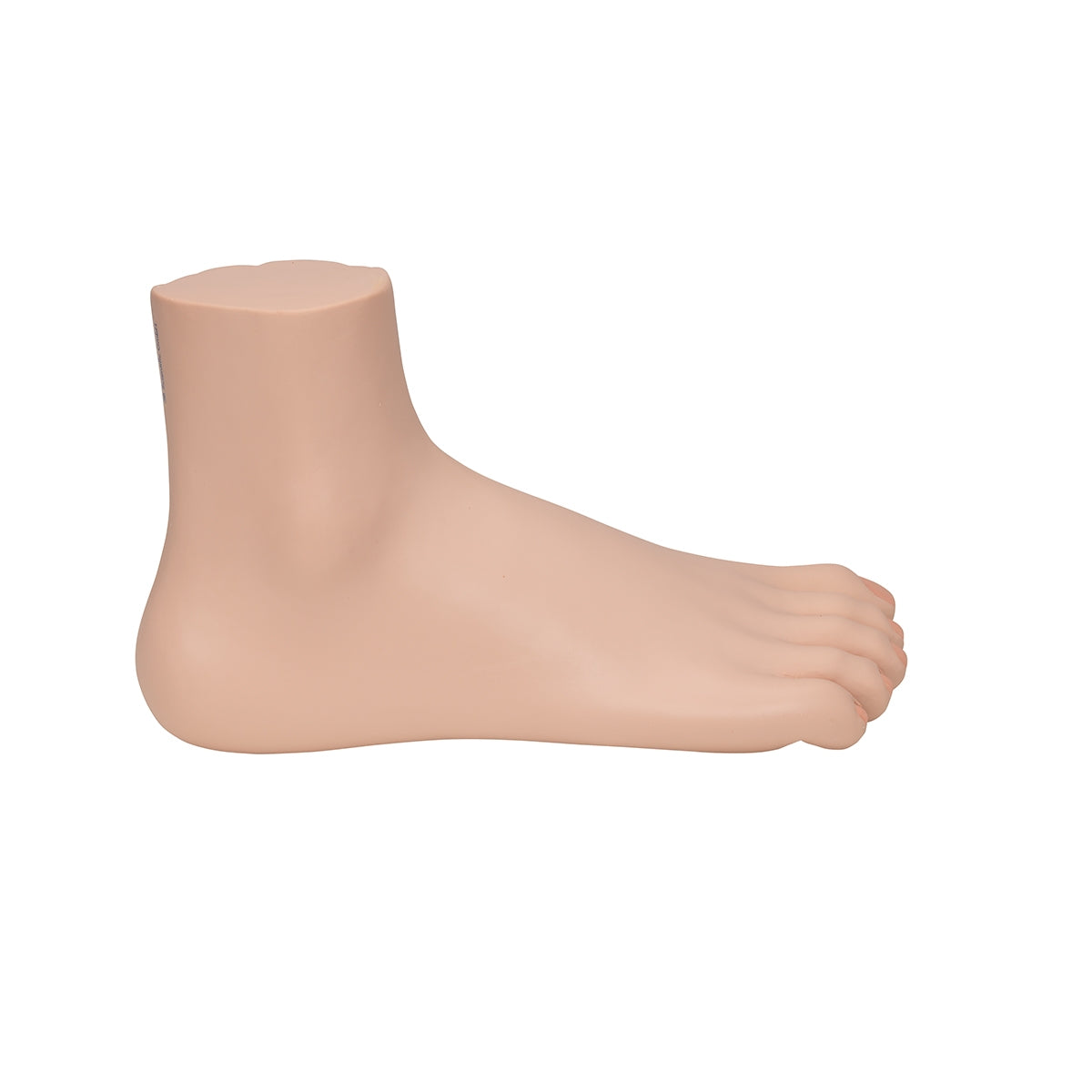 Normal Foot Model