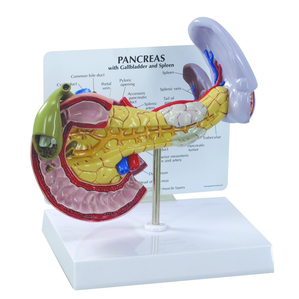 Pancreas Model