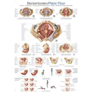 Pelvic Floor - Poster