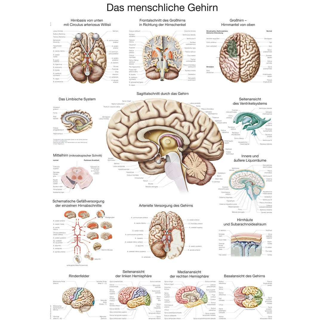 The Human Brain - Small Poster