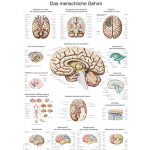 The Human Brain - Small Poster