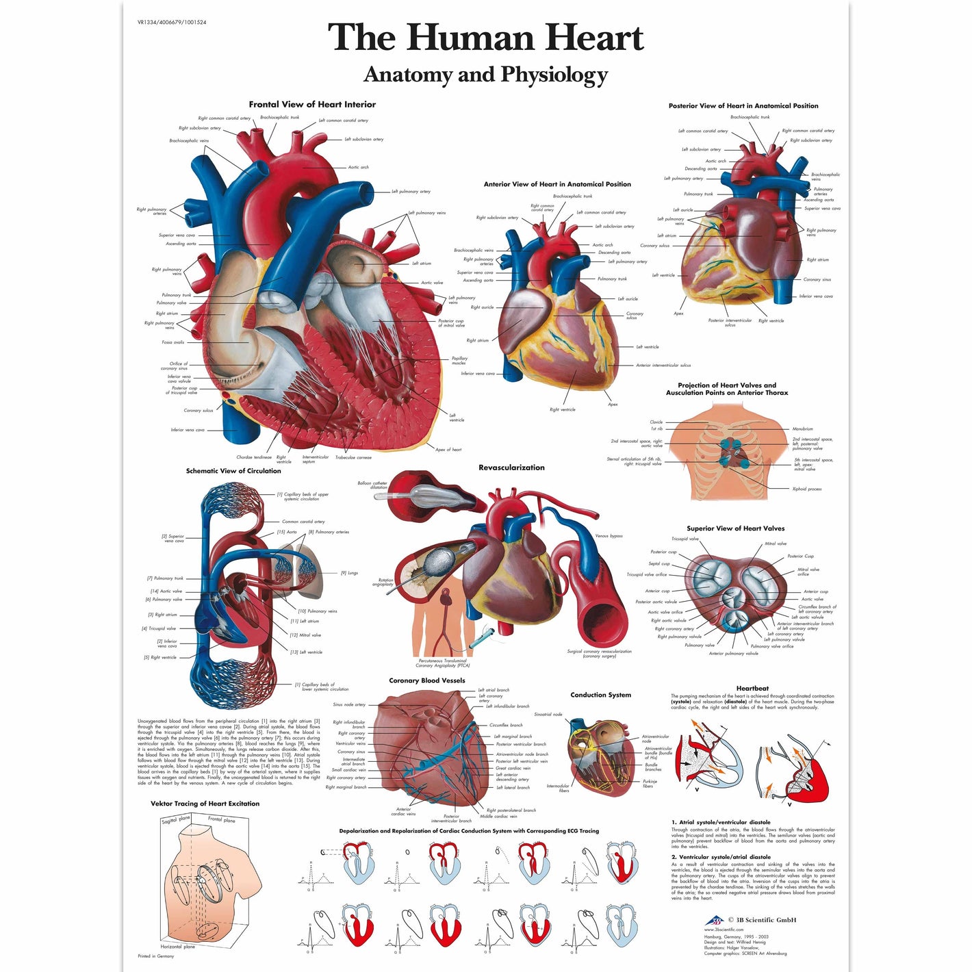 The Human Heart Chart