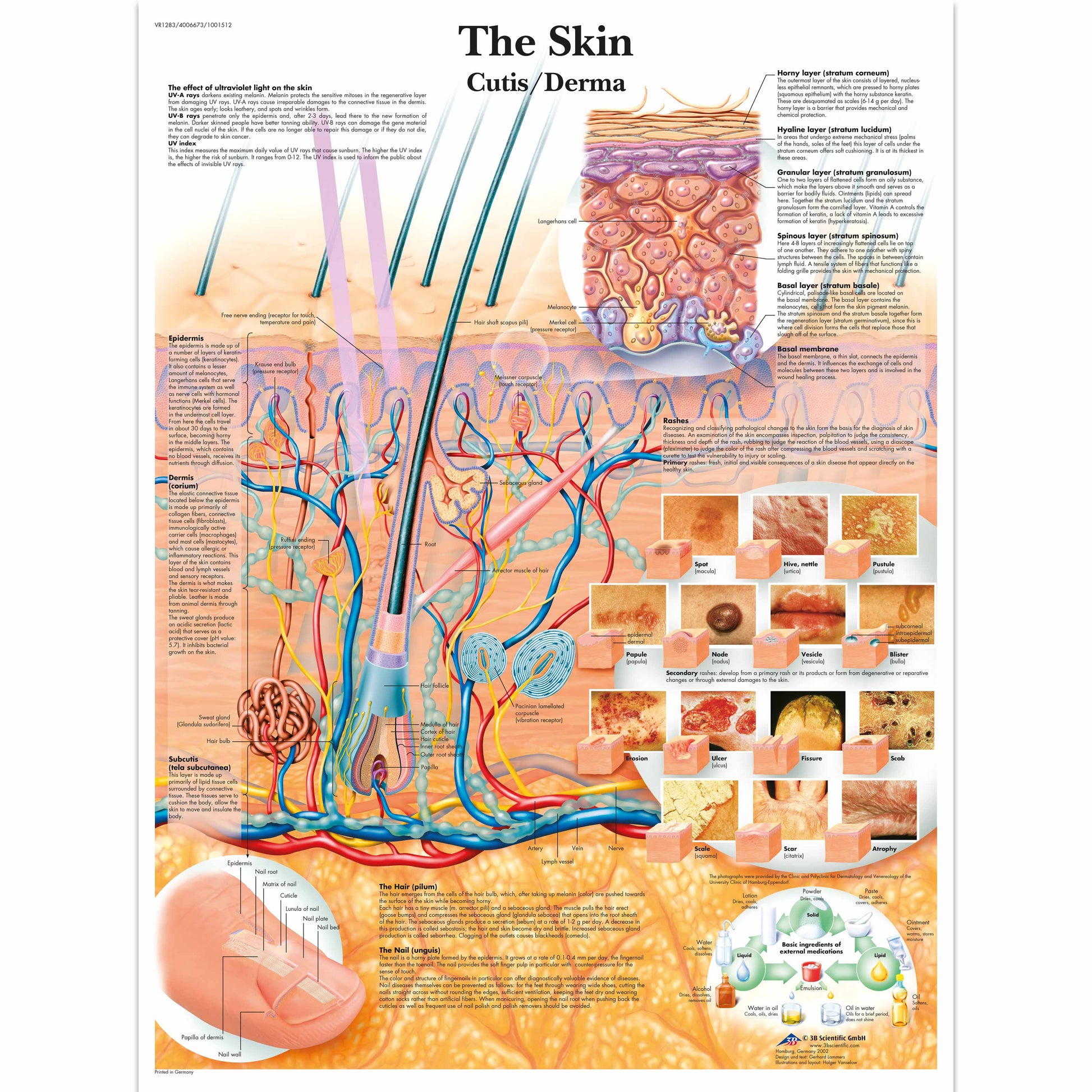 The Skin Chart