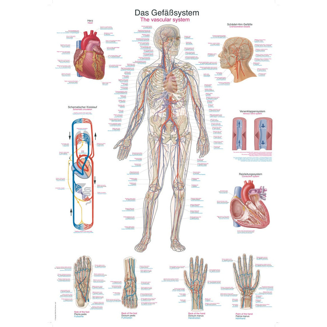 The Vascular System - Poster 70 x 100 cm