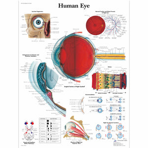 Human Eye Chart