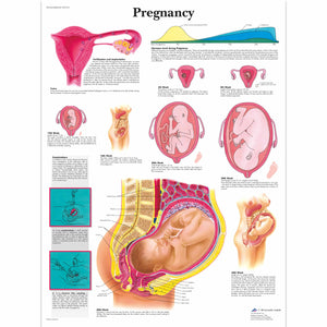 Pregnancy Chart