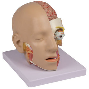 Head Model - 4 Parts