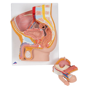 Male Pelvis Model in Median Section, 2 part