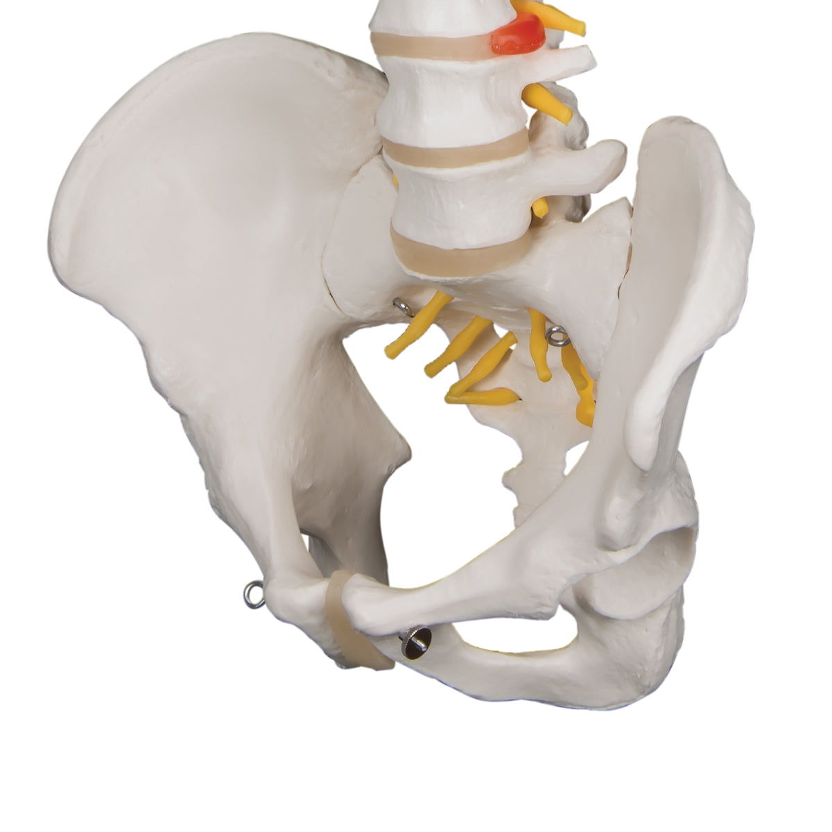 lassic Flexible Human Spine Model