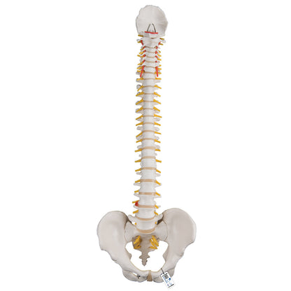 lassic Flexible Human Spine Model